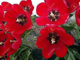 No hay necesidad de seguir buscando. Flor De Tulipan Rojo El Tulipan Es Una Planta Bulbosa De Floracion De Primavera De La Familia De Las Liliaceas Con Flores En Forma De Copa Audazmente Coloreadas Fotos Retratos Imagenes