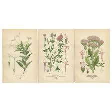 Image result for Bouvardia longiflora
