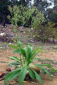 Image result for Erigeron sumatrensis