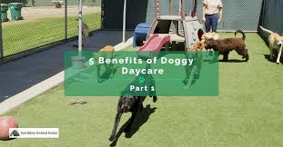 I can't feed, bathe, or get near the puppies. Doggy Daycare Near Me 5 Benefits Of Doggy Daycare Part 1