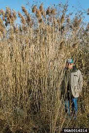 Image result for Phragmites australis