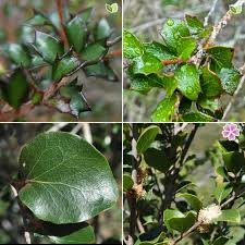 Image result for Scolopia