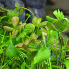 Image result for Marsilea villifolia