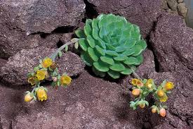 Image result for Xerophyta suaveolens
