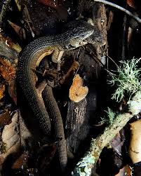 Check spelling or type a new query. California Alligator Lizard Curbstone Valley