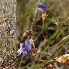 Image result for Wahlenbergia subaphylla