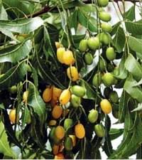 It will be cloudy and yellowish in color. Pure Neem Oil By Michael Phillips