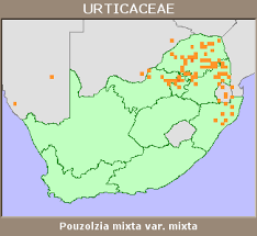 Image result for Pouzolzia mixta