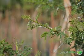 Image result for Acacia gerrardii
