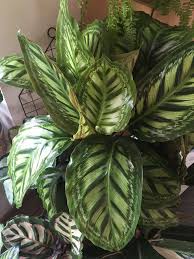 Pin On Plants Prayer plants have these beautiful flat and wide oval leaves with different shades of green. pinterest