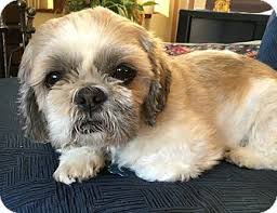 A loyal breed, the shih tzu is affectionate and outgoing, they can however be possessive, particularly around other dogs. Eden Prairie Mn Shih Tzu Meet Rocky A Pet For Adoption