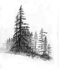 Pencil Drawing Design Image Result For Tree Drawings In Pencil Pine Pine Tree Drawing Tree Drawings Pencil
