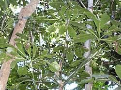 Image result for Cussonia sessilis