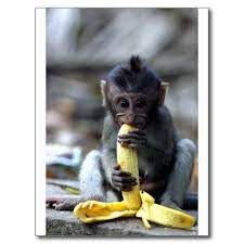Cute Baby Macaque Monkey Eating Banana Postcard Zazzle Com Eating Bananas Cute Baby Monkey Baby Monkey For Sale