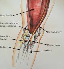 Image result for Biceps Tendon Injection