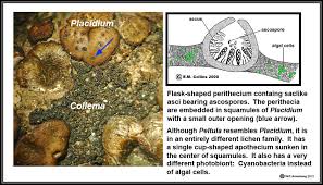 Image result for Oncocalyx bolusii