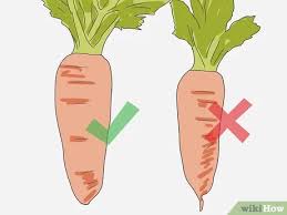 You can pick them whenever it suits. How To Select Carrots 12 Steps With Pictures Wikihow
