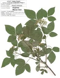 Image result for Tridactyle filifolia