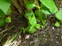 Seeing curly leaves on your houseplants is a sign something is awry. Curling Stunted Lilac Leaves 193302 Ask Extension