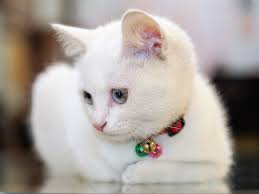 Suchanan Katekaew M.21 No.32