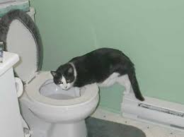 Get the highest rated self cleaning automatic cat litter box and never scoop again! Cat Drinking In Toilet Bol