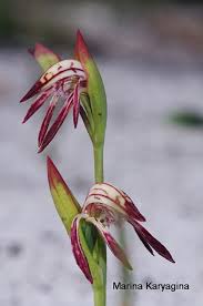 Image result for Pycreus nigricans