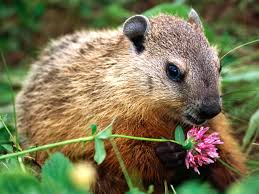 Woodchuck S Are Amazinngg Ausgestopftes Tier Gartenschadlinge Vogel Als Haustiere