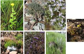 Image result for Crepidorhopalon tenuis