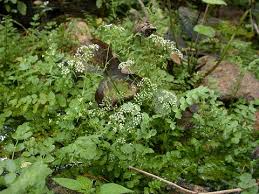 Image result for Berula erecta