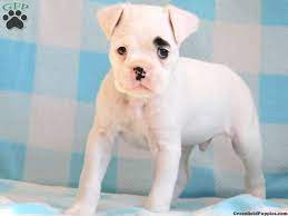 Twilight Boxer Puppy For Sale In Honey Brook Pa Boxer Puppies For Sale White Boxer Puppies Boxer Puppies