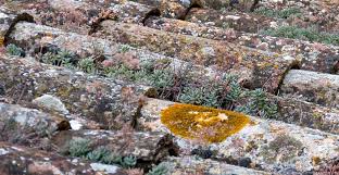 Moss — which is what shows in the pictures you sent — is more worrisome because it can damage asphalt shingles. Ask Wet Forget How To Remove Lichen From Roof Tiles And Outdoor Surfaces Ask Wet Forget