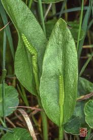 Image result for Ophioglossum thomasii