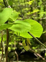 Image result for Rothmannia macrosiphon