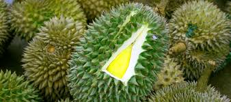 Rasa daging buah durian musangking ini memiliki kombinasi rasa yang berbeda dan melekat di dalamnya seperti: Info Harga Buah Dan Bibit Durian Musang King Daftar Harga Tarif