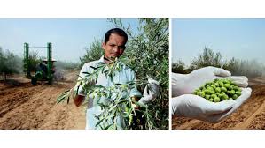 Maybe you would like to learn more about one of these? An Olive Branch