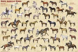 Basic North American Horse Breeds Chart Horse Posters