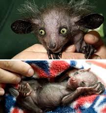 Weird Endangered Animals Animal Cute Site Endangered Animals Animals Weird Animals