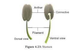 Image result for Andropterum
