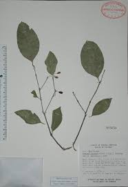 Image result for Crossopetalum