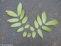 Image result for Embelia xylocarpa