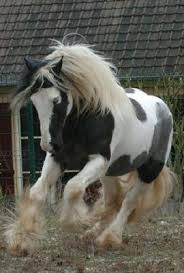 Tinker, is a ranged intelligence hero with an amazing level of mobility. Tinker Pferd Wikiwand