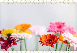 Learn how to grow gerbera daisy flowers with help from a certified horticulturist in. The Complete Gerbera Daisy Care Guide Ftd Com