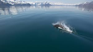 Check spelling or type a new query. Miller S Landing Alaskan Fishing Kayaking Outfitters Home Facebook