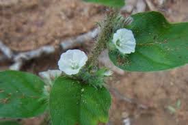 Image result for Seddera suffruticosa