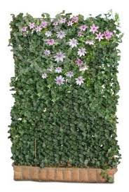 Efeuhecke Mit Clematis Bluhende Hecke Efeuhecke Sichtschutzzaun Garten Garten