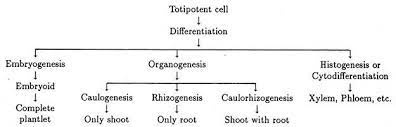 Maybe you would like to learn more about one of these? Totipotency Meaning Expression And Importance Plant Tissue Culture