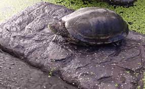 The best floating basking platform for small turtles. What S The Best Floating Turtle Dock For Ponds The Turtle Hub