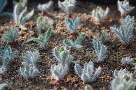 Image result for Gethyllis