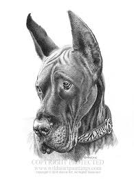 Pin By Tracey Bidwell On Pet Portrait Graphite Drawings Dog Sketch Great Dane Dogs Dog Art