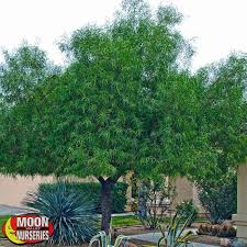 Click to see full answer. Trees Desert Trees African Sumac Moon Valley Nurseries Shade Trees Backyard Trees Sumac Tree